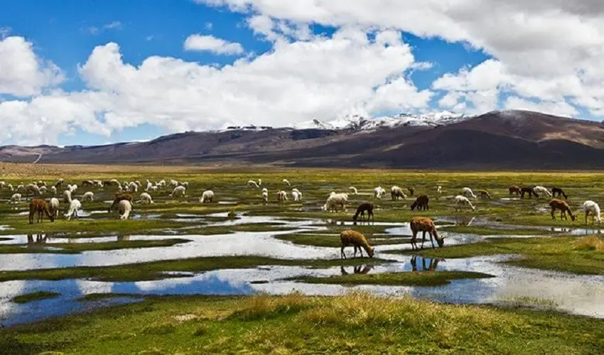 乘坐巴士从普诺前往库斯科并品尝秘鲁美食